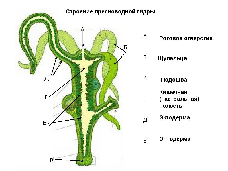 Сайт мега кракен